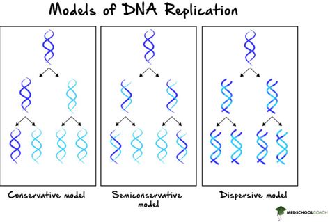 how is dna semi conservative.